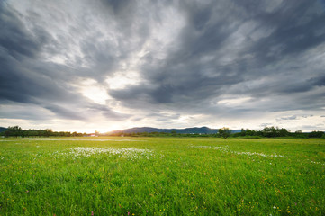 Beautiful landscape. Field flower meadow at sunset. field Narciso