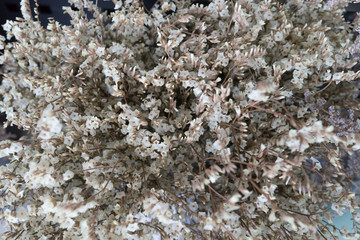 dry flower decoration background