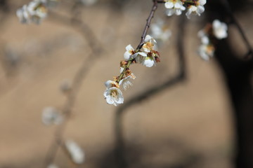 白梅の花