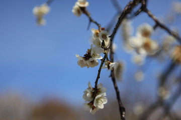 白梅の花