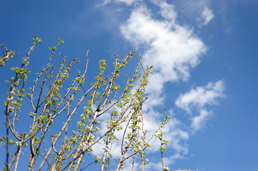 blooming tree branch against the blue sky