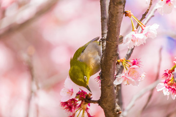 The Japanese White eye.The background is winter cherry blossoms. Located in Tokyo Prefecture Japan.