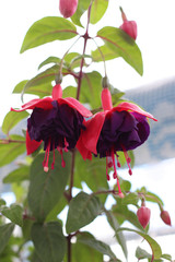 Fuchsia  Maori Maid