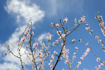 blooming tree branch against the blue sky