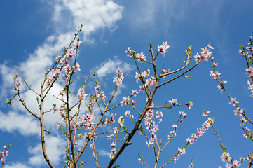 blooming tree branch against the blue sky