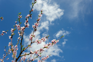 blooming tree branch against the blue sky