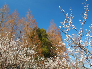 白梅とメタセコイア