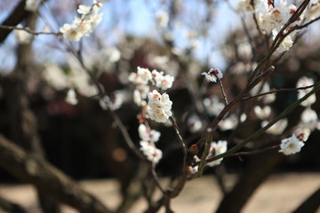 白梅の花