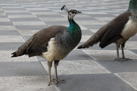 females Peacock