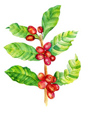 Red coffee arabica beans, leaves on branch isolated on white background, watercolor illustration