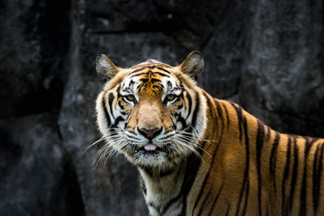   Portrait of a  tiger alert and staring at the camera