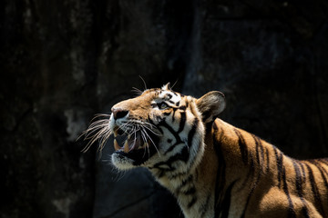 Obraz premium Portrait of a tiger alert and staring at the camera