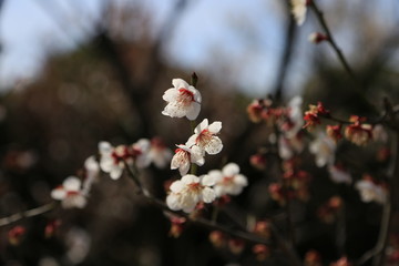 白梅の花