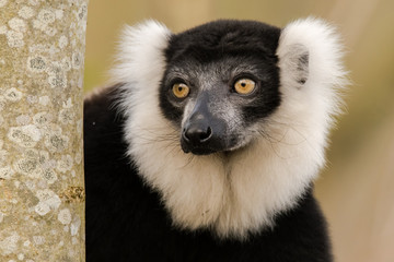 Fototapeta premium Black-and-white ruffed lemur (Varecia variegata) portrait. Critically endangered lemur endemic to the island of Madagascar, and the largest extant member of the family