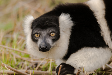 Black-and-white ruffed lemur (Varecia variegata) on ground. Critically endangered lemur endemic to the island of Madagascar, and the largest extant member of the family © iredding01