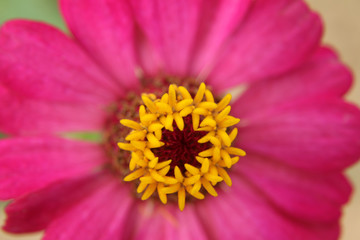 selective focus beautiful pink flower