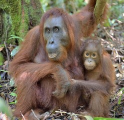 Mother orangutan and cub in a natural habitat. Bornean orangutan (Pongo  pygmaeus wurmmbii) in the wild nature. Rainforest of Island Borneo. Indonesia.