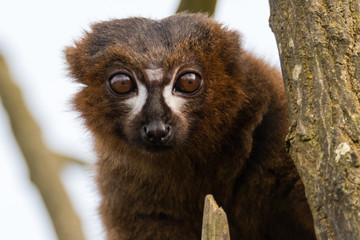 Red-bellied lemur (Eulemur rubriventer). Male arboreal primate in the Lemuridae family, native to rainforest in Madagascar