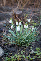 Snowdrops in the wild forest tree bed indicate coming of spring.