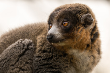 Mongoose lemur (Eulemur mongoz) showing canines. Male arboreal primate in the Lemuridae family, native to Madagascar and the Comoros Islands