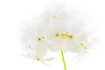 Obraz na płótnie Canvas White Flowers