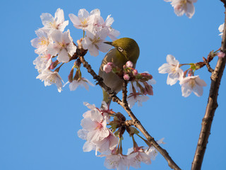 桜の蜜を吸うメジロ