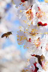 Bee and a Brench with Flowers