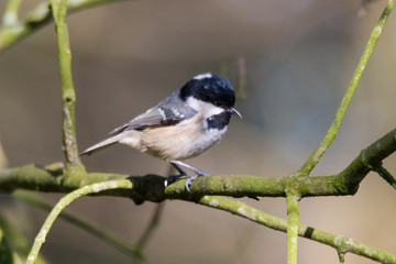 Coal tit (Periparus ater) on branch. Small woodland bird in the family Paridae, perching showing small beak adapted to collect seeds