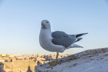 Seagull looking at camera in Rome, Italy