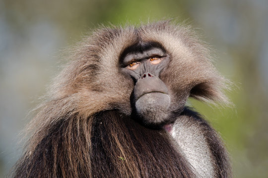 Male gelada (Theropithecus gelada). Portrait of old world monkey, endemic to the Ethiopian Highlands, closely related to baboons