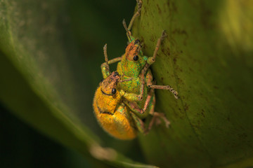 Jewel beetle being breed.