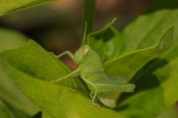 grasshopper on green leaf