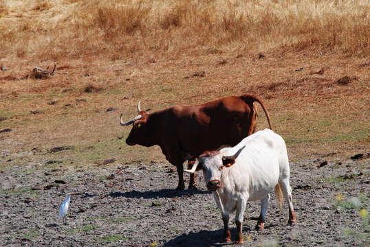vacas
