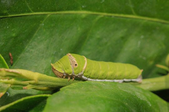 caterpillar on green leaf