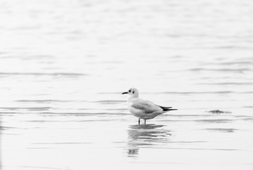 A lonely bird stands in the water
