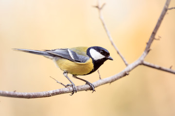 Fototapeta premium Joli oiseau perché sur une branche: Mésange charbonnière - Parus major - Great Tit