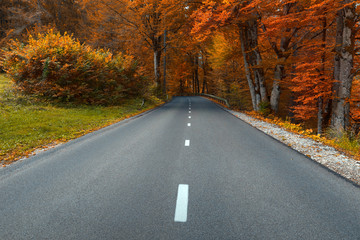 Empty road towards to colorful woods at fall