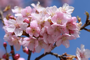 馬見丘陵公園の河津桜