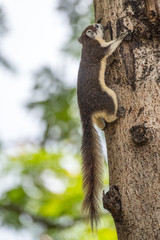 Cute grey squirrel eating in the park
