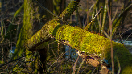 Mossy branch
