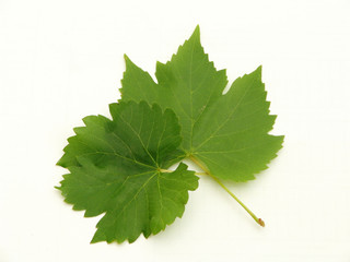 Vine leaf