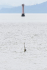 A lonely bird stands in the water