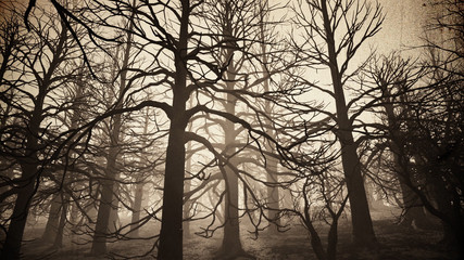 Dead Forest Misty Woods