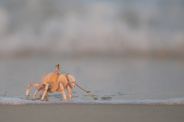 Crab 