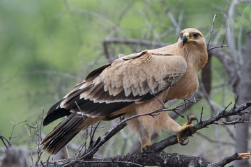 Tawny eagle