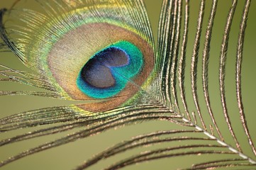 Obraz premium Peacock feather