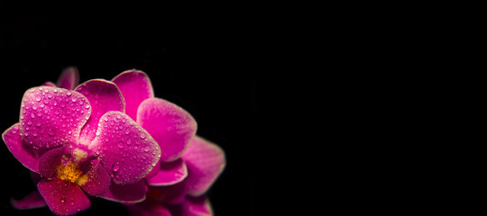 pink orchids with droplets of water and copy space isolated on black. Floristic colorful abstract spa background