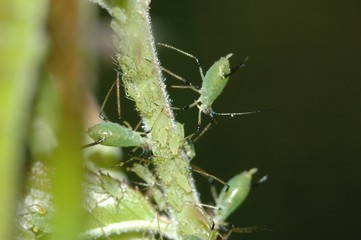 Aphids