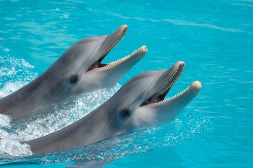 Dolphins