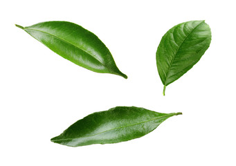 lemon leaves